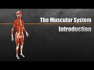 Muscular System Video Lecture - UPSC