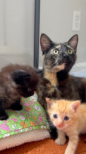 💝 Happy Mother’s Day! 💝 How wonderful is it to see this happy family together on this special day? Believe it or not, mama Kitson was a bit shy when she first arrived. With newborns to care for in a brand new environment, this hardworking mom was solely focused on keeping her family safe. After lots of love and gentle attention, precious Kitson now knows she is with people she can trust who will be kind to her babies. No matter if cat or human, by birth or by chosen family, the bond between a 