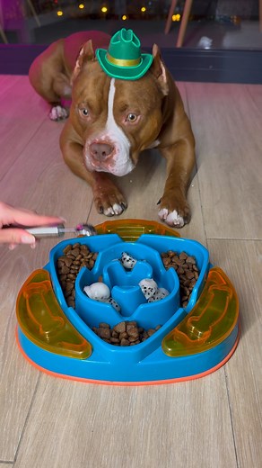 Dinner for Choco 🍽️ | Chocodogger