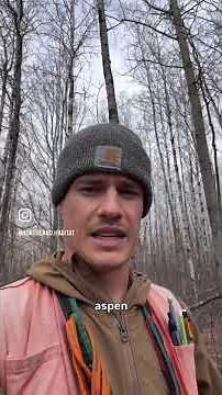 Bigtooth Aspen vs. Quaking Aspen 🌳 What’s the Difference?