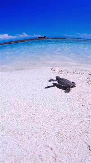 ...and then, coo-coo-cachoo, they find their way back to the big ol' blue 💙✨ If turtles are on your bucket list, here's when to visit Heron Island: 🐢 Turtle Nesting - October to March 🐢 Turtle Hatching - January to early May 🐢 Swim with turtles - All year round! 📍 Heron Island, Great Barrier Reef 📷️ @mitchellpettigrew #heronisland #greatbarrierreef #thisisqueensland #seeaustralia