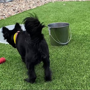 40K views · 286 shares | One of our current residents, Olé, has something a bit quirky about him. He tends to growl...when he’s happy. At first, it was a little confusing because typically, growling means something else entirely. But say hello to Olé and Glenn, and get to know him a little better. If you’d like to meet Olé, please complete an application online. Olé is located near Colorado Springs, CO. | National Mill Dog Rescue | Facebook