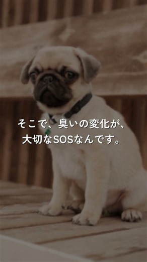 犬の体臭が強くなったら要注意3つのサイン