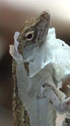Anole (lizard) in middle of the molting process (shedding the outer layer). The Villages, Florida