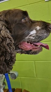 Alexis navigating the hectic underground carpark - such a brave and well-behaved girl! | Outdoor Paws