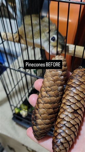 American Red Squirrels are often referred to as Pine Squirrels, and for good reason. As demonstrated by Apricot, Peach & Mango, they love to eat pinecones and pine branches. In the wild, the seeds inside pinecones are their main diet. They chew through several pinecones each day - check out the before and after clips! #babysquirrels #babyredsquirrel #wildliferehab #wildliferehabilitator #squirrelsofinstagram #squirrelsoffacebook #squirrelrescue #redsquirrel #peachredsquirrel #mangoredsquirrel #a