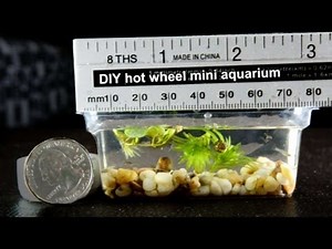 DIY mini aquarium