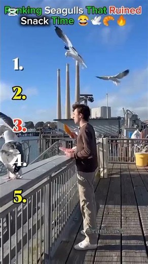 Ranking Seagulls That Ruined Snack Time 😂🕊️🥐🔥#shorts #viral #seagull #funnyanimals