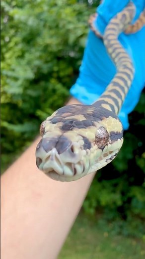 50% Tiger Het Albino Darwin Carpet Python