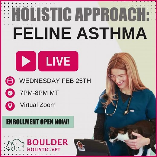 How I Treat Feline Asthma Holistically