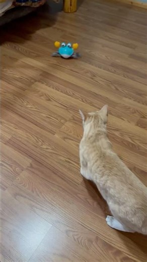 Two cats and a toy robot #catshorts #dreamtrackai