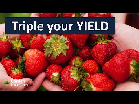Grow more strawberries with this simple trick.