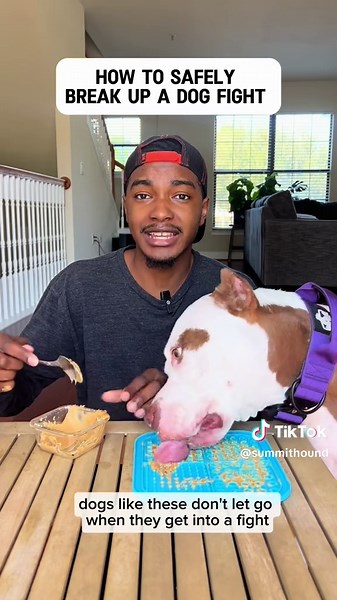 Effective Techniques to Stop Dog Fights Fast