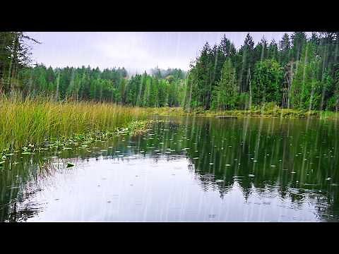 Rainstorm Sleep Ambience | Rain Sound + Pond White Noise