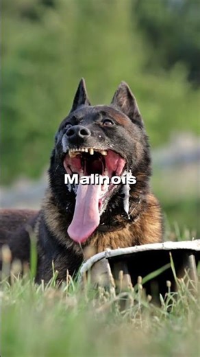 5 Dogs That Instantly Switch to Protection Mode