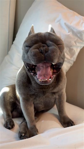 Dumbo The Frenchie on Instagram: "Just chillen 😎 #dumbo #mustbedumbo #lifeofdumbo #frenchie #asmr"