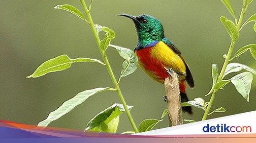 Contoh Flora dan Fauna Asli Bali, NTB, dan NTT