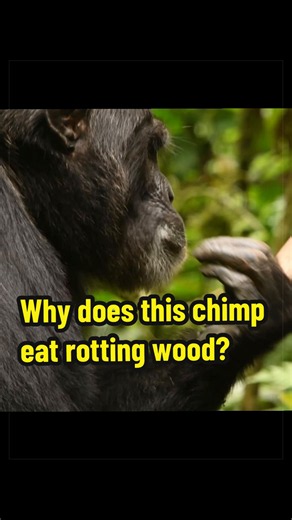 Chimps are eating rotted wood. Is that smart? All footage mine. References: Mitani, J. C., & Watts, D. P. (2001). Why do chimpanzees hunt and share meat? Animal Behaviour, 61(5), 915–924. https://doi.org/10.1006/anbe.2000.1681 Reynolds, V., Lloyd, A. W., Babweteera, F., & English, C. J. (2009). Decaying Raphia farinifera palm trees provide a source of sodium for wild chimpanzees in the budongo forest, Uganda. PLoS ONE, 4(7), 1–5. https://doi.org/10.1371/journal.pone.0006194 Rothman, J. M., Van S