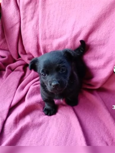 Asior i Dzieciok: Skąd masz Dziecioka?