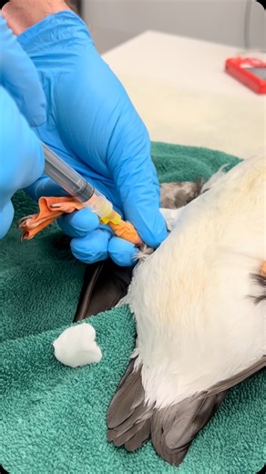 Jb Minter, MS, DVM, Dipl ACZM on Instagram: "Did you know there are several common sites to collect blood from a bird? Here’s a closer look at each one. The jugular vein (in the neck) is typically my first choice for most birds. It offers easy access and provides a good sample size, making it a reliable option for most species. Another site is the basilic vein, located along the inside of the wing. While it’s easy to locate, this vein can be quite small in smaller birds, often requiring anesthes