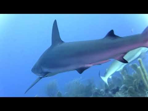 Puerto Rico October 2025 Island Scuba diving by the real David Pressler