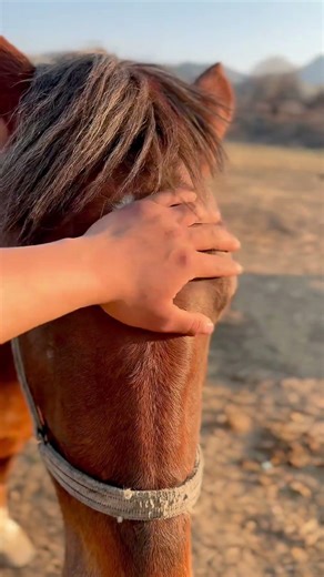 Real Evening Farm Work! 🐐🔥