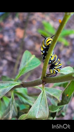 We got some Monarch caterpillars. They are known for their appetite for milkweed, which makes them grow incredibly fast—up to 2,000 to 3,000 times their original weight in about 10-14 days and makes them poisonous to predators. The bright yellow, black, and white stripes of the caterpillar serve as a "warning sign" to predators that they are toxic! We love Watching them grow #milkweed #provides #shelter #uniquefoodsource #survival #essentialplant #nature #beauty #monarchcaterpillars #butterflies