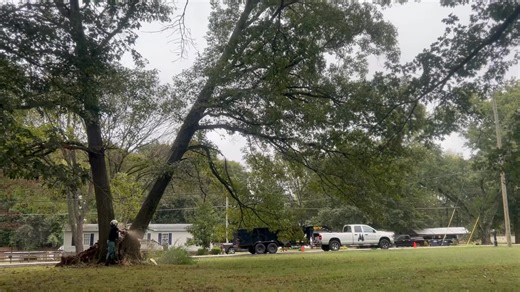 Hard leaning red oak, always bore cut to avoid a deadly barber chair. | Lenny’s Tree Service