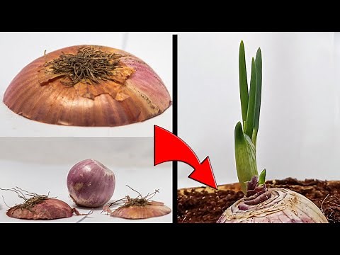 Onion Growing! Time Lapse!