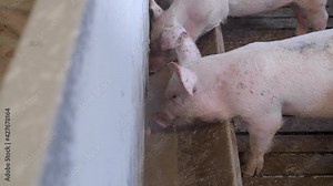 Medium-sized pigs eat and rest on a pig farm