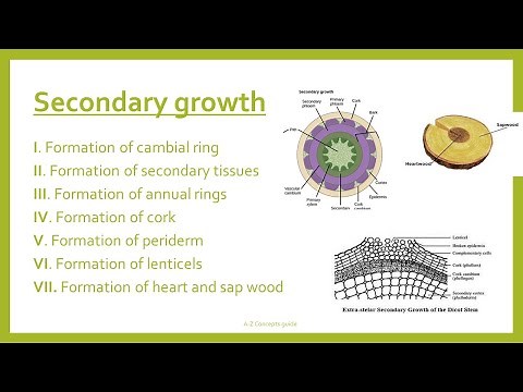 Secondary Growth | Secondary growth in Dicots | A-Z Concepts guide