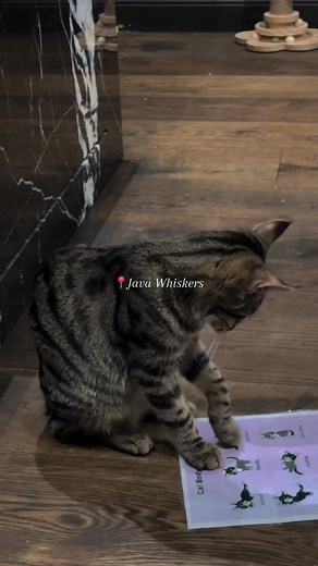 LuckyGirlEffect on TikTok