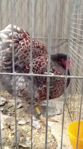 BLUE LACED WYANDOTTE AT CHESHIRE POULTRY. BLUE LACED REDS