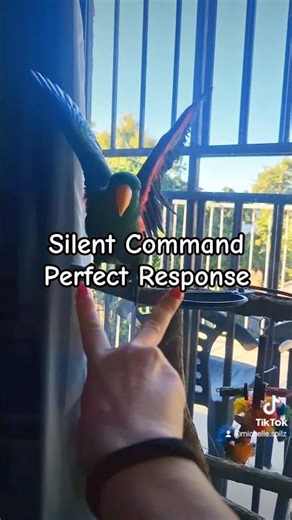 Proof Eclectus Parrots Don't Need Words to Understand | Michelle Goosen #parrottricks #eclectus