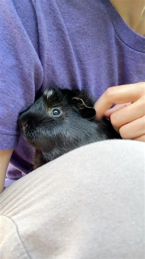 Guinea pig outdoor time #guineapighome #cute #guineapig #pets