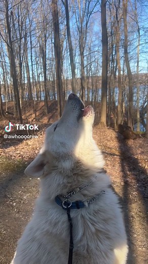 Awhooo Crew on TikTok