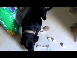 Guilty Dog - Black Lab - Gunny Dog got into the trash
