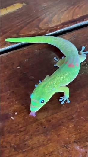 A day in my treehouse life with my ocean friends!