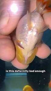 My Goldfish Is Missing a Fin