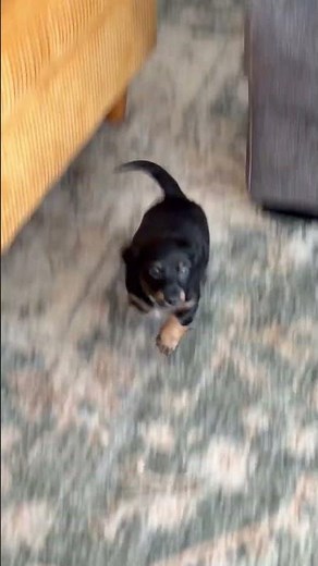 Meet Bella’s Puppies — The Cutest Wiener Dog Litter Ever #doxiesquad #barkbox #dachshund #puppy