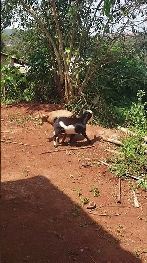 Reproduction des chèvres