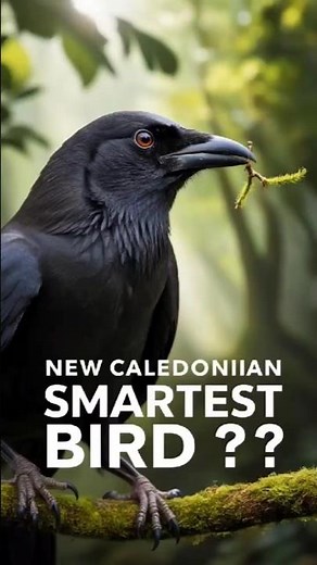 The Amazing Tool-Using New Caledonian Crow 🦜 | Smartest Bird on Earth!"