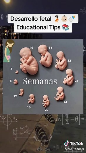 Desarrollo Fetal Semana a Semana: Guía Completa