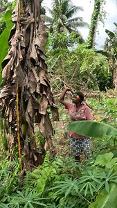 10K views · 5.1K reactions | Trading rice and tobacco for bananas & freshwater in some very remote islands here in PNG. New eps just gone live  | Back 2 Basics Adventures | Facebook
