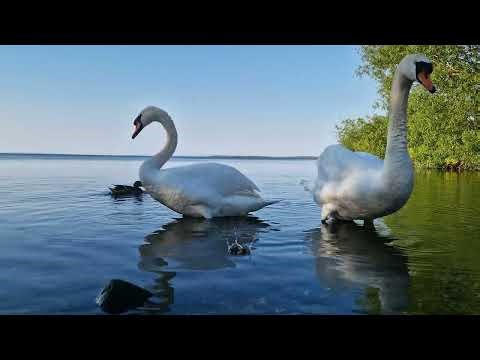 LOUGH NEAGH🇮🇪OXFORD ISLAND NATURE RESERVE IRELAND🇮🇪