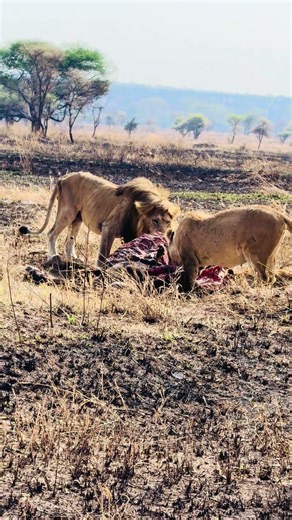 What an incredible day in Serengeti National Park!