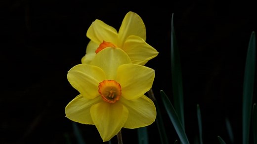 Daffodils, Flower, Yellow. Free Stock Video