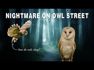 How Do Owls Sleep | Revealing Owl Slumber Secrets