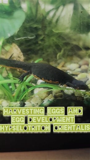 Egg development Hypselotriton orientalis (Chinese Fire Belly Newt)