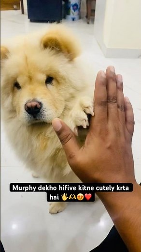 Murphy saying hifive in a cute way | Chow Chow Puppy Cute Funny Video | Chow Chow Puppy Cute video